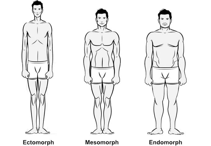 Ilustración comparando los tres somatotipos: ectomorfo (delgado), mesomorfo (atlético) y endomorfo (más ancho)